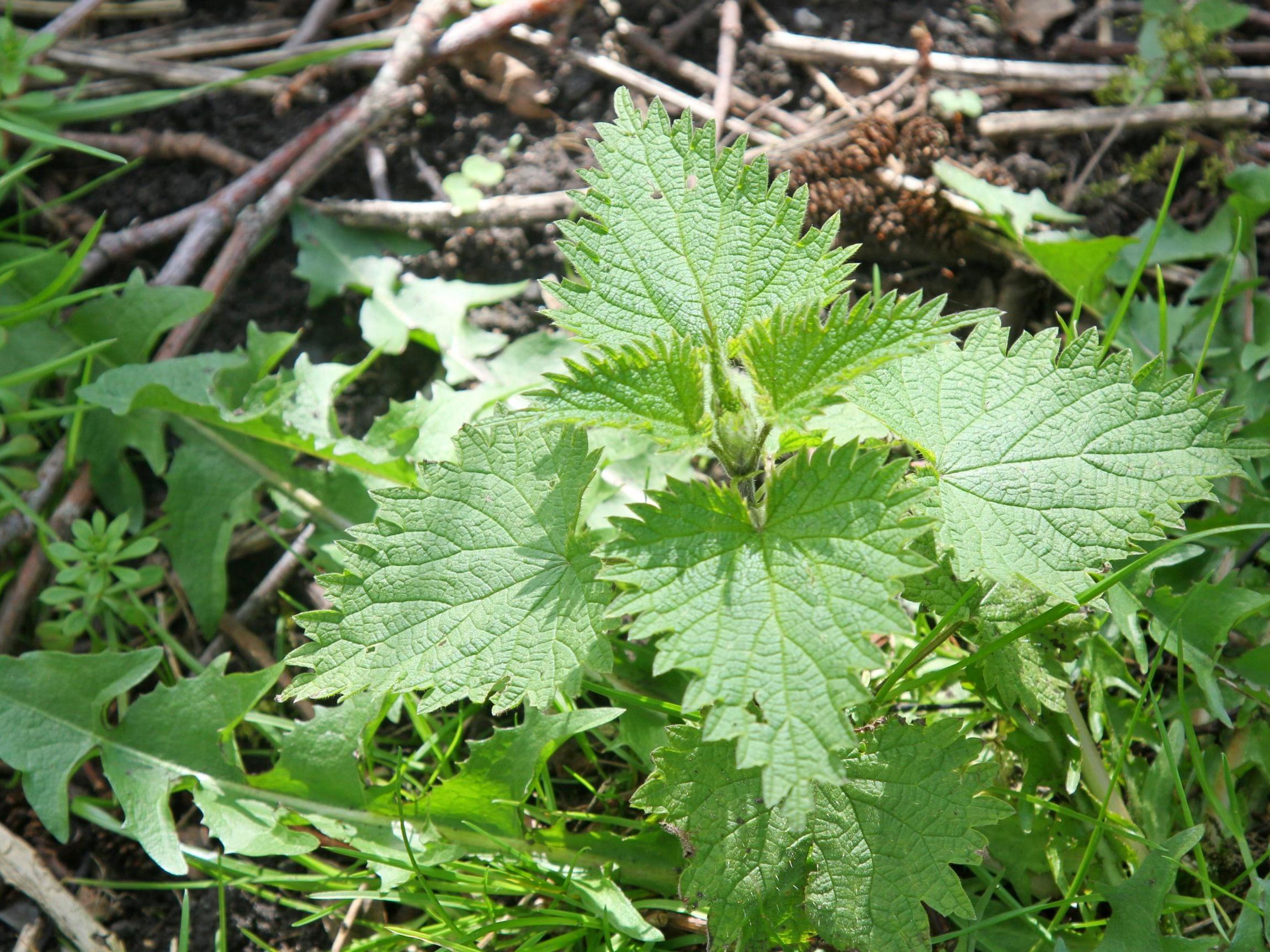 One in four children didn't know what a badger, robin or conker looked like. Pictured is a stinging nettle 