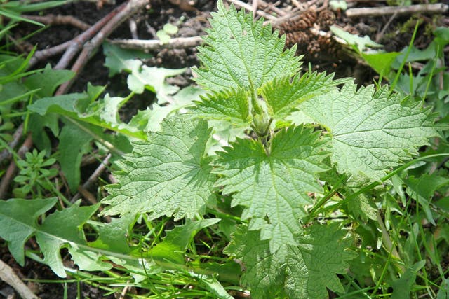 One in four children didn't know what a badger, robin or conker looked like. Pictured is a stinging nettle 