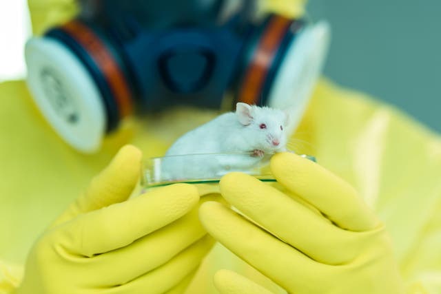 Stem cells are being planted in mice to grow human pancreases