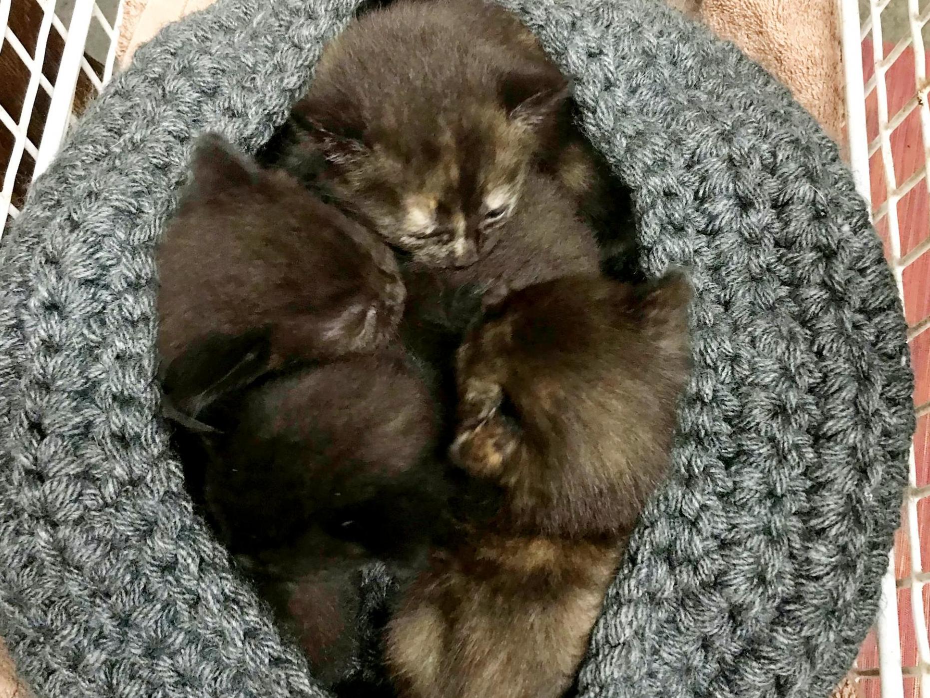 The kittens were rescued and fed by hand