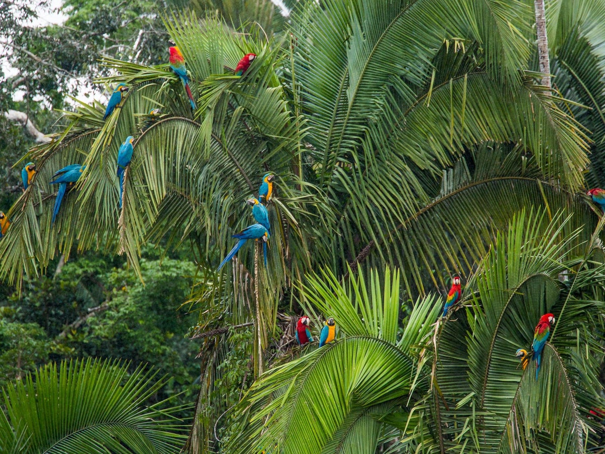More than half of world's forest wildlife lost in 40 years, study finds | The Independent | The Independent More than half of world's forest wildlife lost in 40 years, study finds | The Independent | The Independent