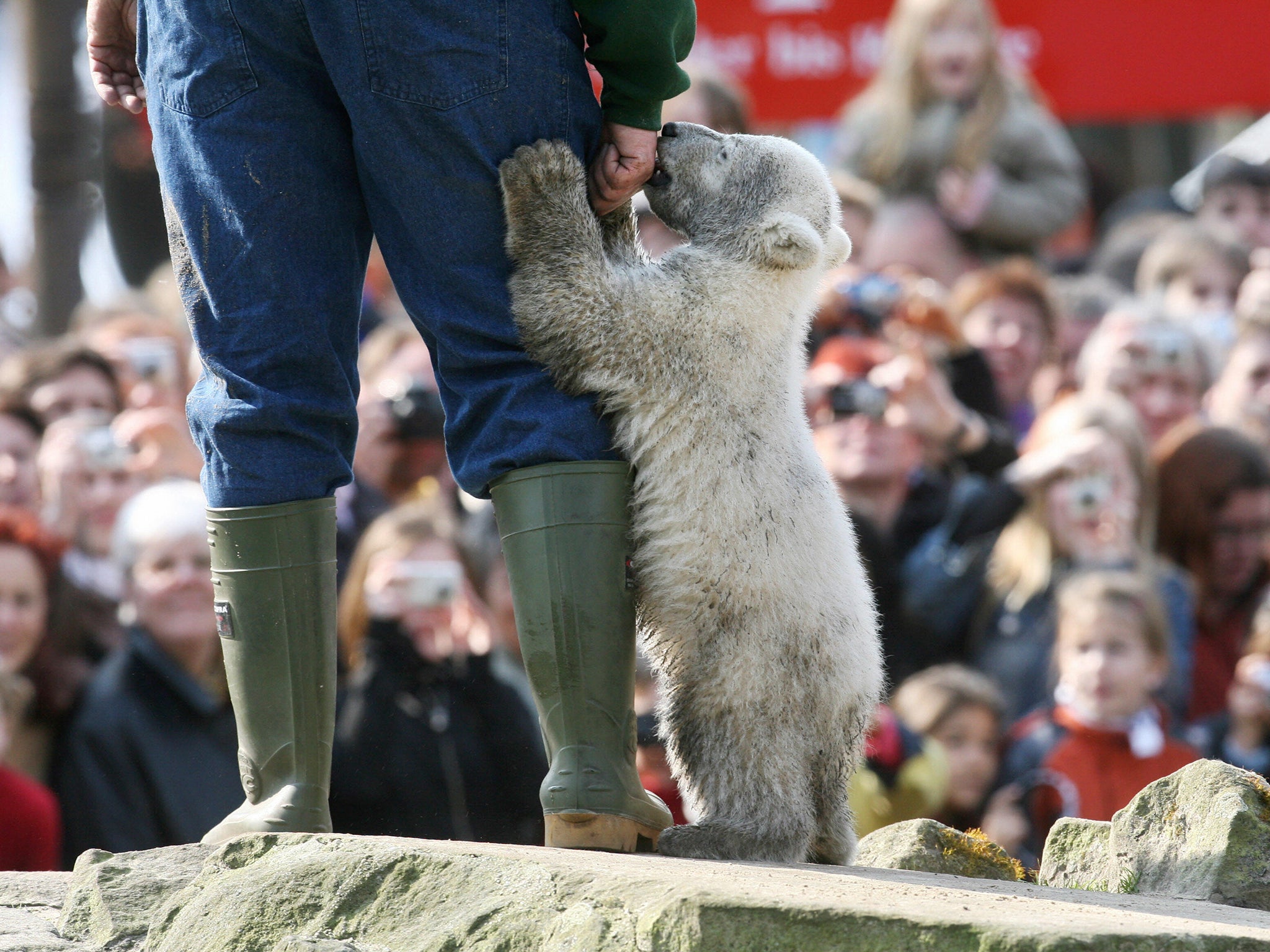 Baby polar bear Knut in Berlin. Although baby animals are cute, the reality of their lives isn’t