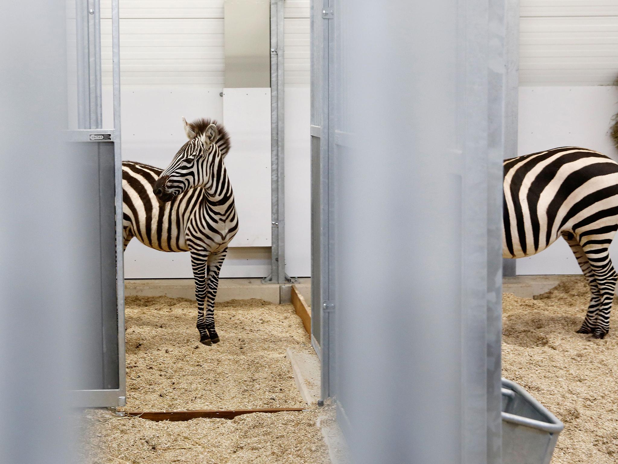 Zebras at their new location in the Wildlands Adventure Zoo in Emmen, the Netherlands. Breeding programmes don’t always aid species conservation (AFP/Getty)