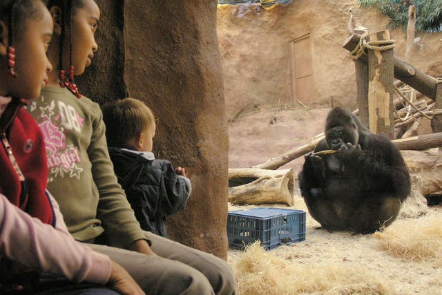Richard, a gorilla in Prague Zoo, appeared in a TV reality show along with two females. The public was asked to vote for their favourite gorilla
