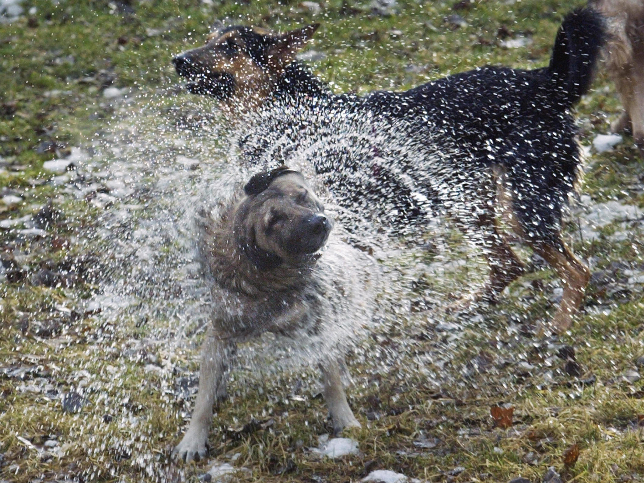 A stray dog shakes his wet fur after jumping into a lake