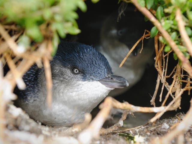 Scientists were concerned in the 1980s that the local population of little penguins would be wiped out