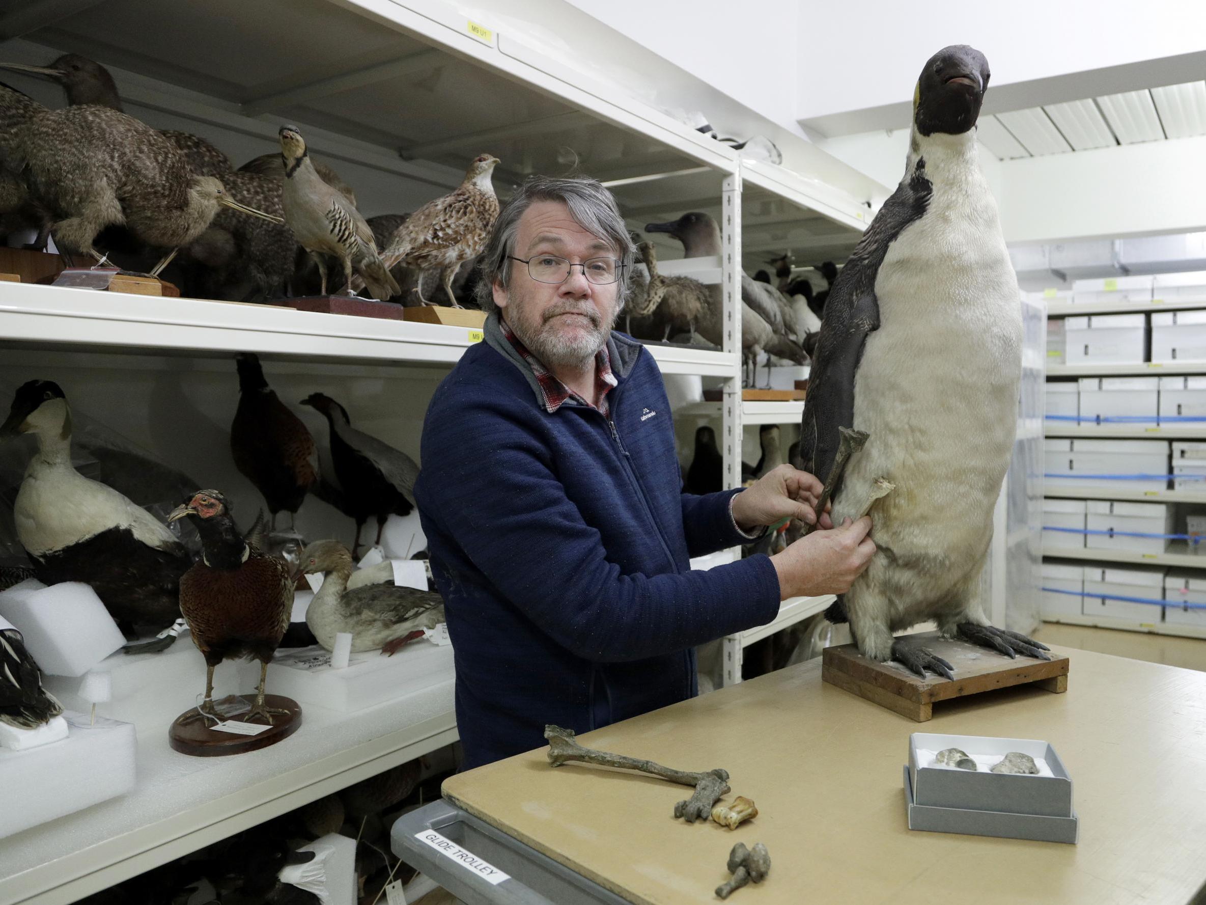 Dr Paul Scofield, senior curator of natural history at Canterbury Museum, holds the fossil next to a similar bone of an emperor penguin