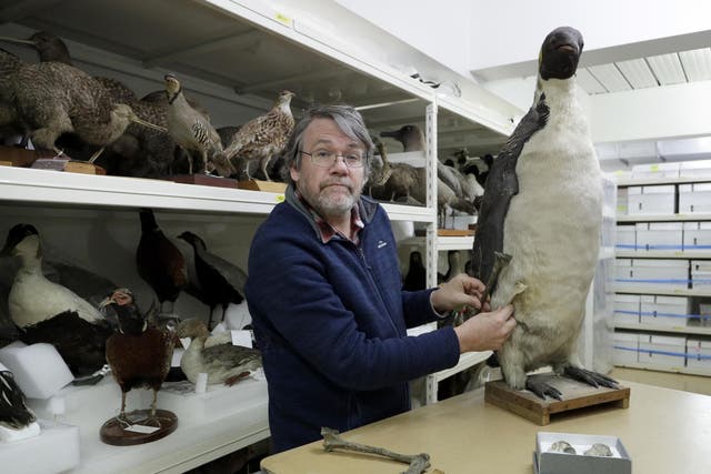 Dr Paul Scofield, senior curator of natural history at Canterbury Museum, holds the fossil next to a similar bone of an emperor penguin