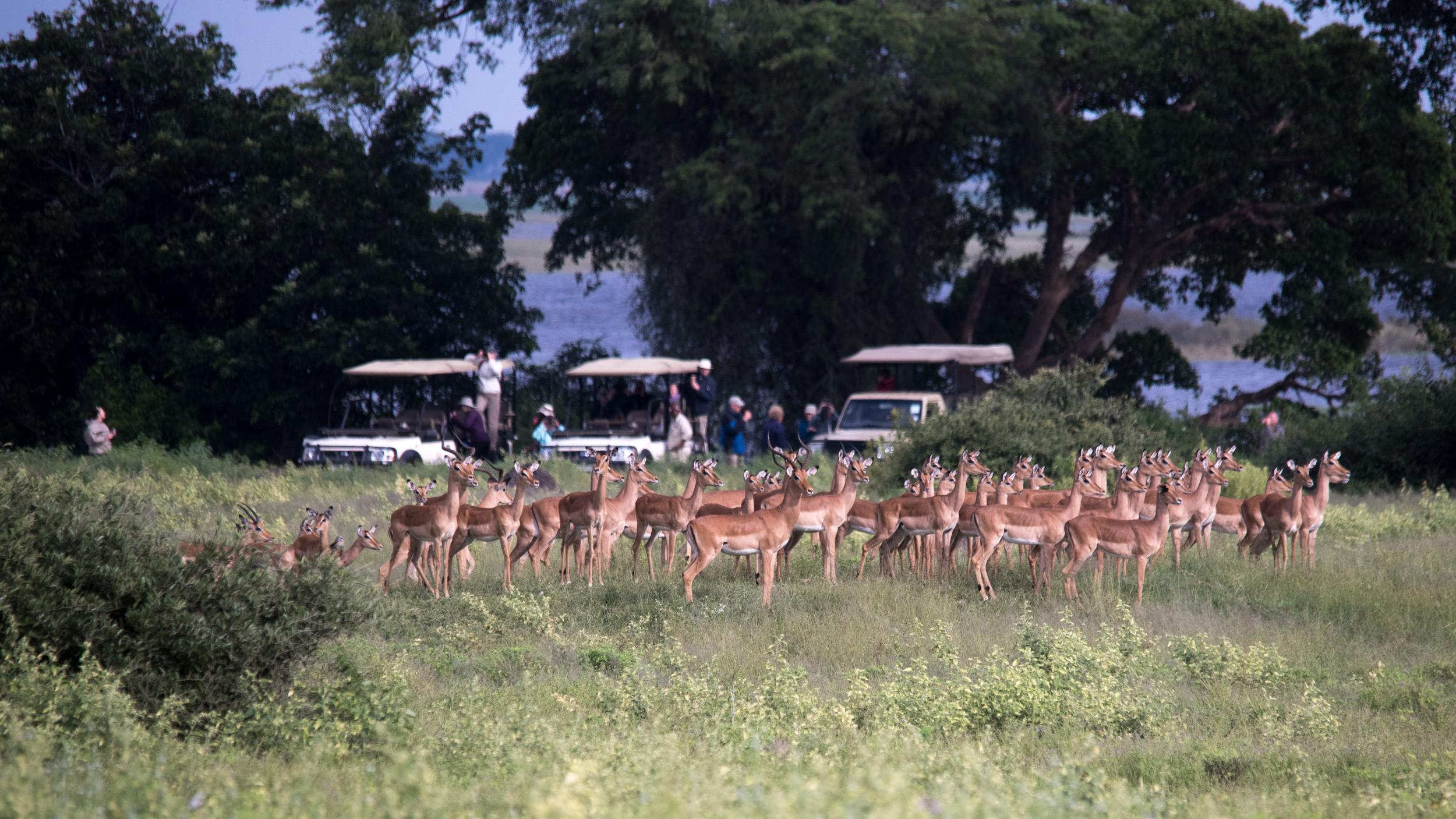 Most tourists visit sub-Saharan Africa to see wildlife