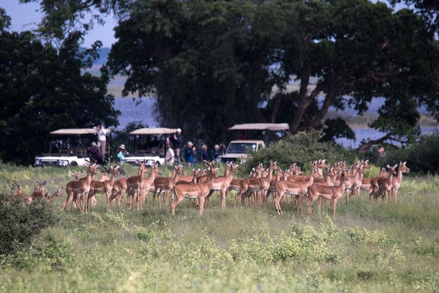 Most tourists visit sub-Saharan Africa to see wildlife