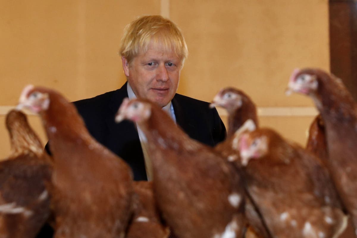 Brexit: 'No health problems' with chlorinated chicken, government's chief scientific adviser says