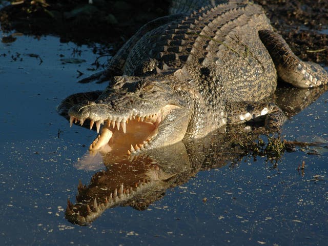 There is a growing 'conflict on water use' between humans and crocodiles in the Philippines