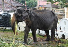 Beloved elephant Tikiri dies after being forced to perform for decades