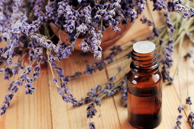 Lavender oil is among the most popular essential oils in the world and has been used in herbal remedies and rituals for thousands of years