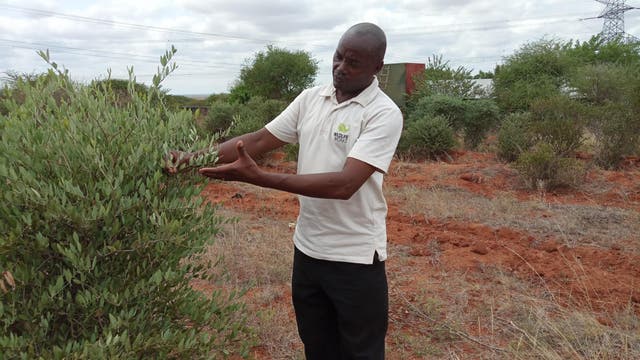 George Thumbi from Wildlife Works shows the jojoba plant