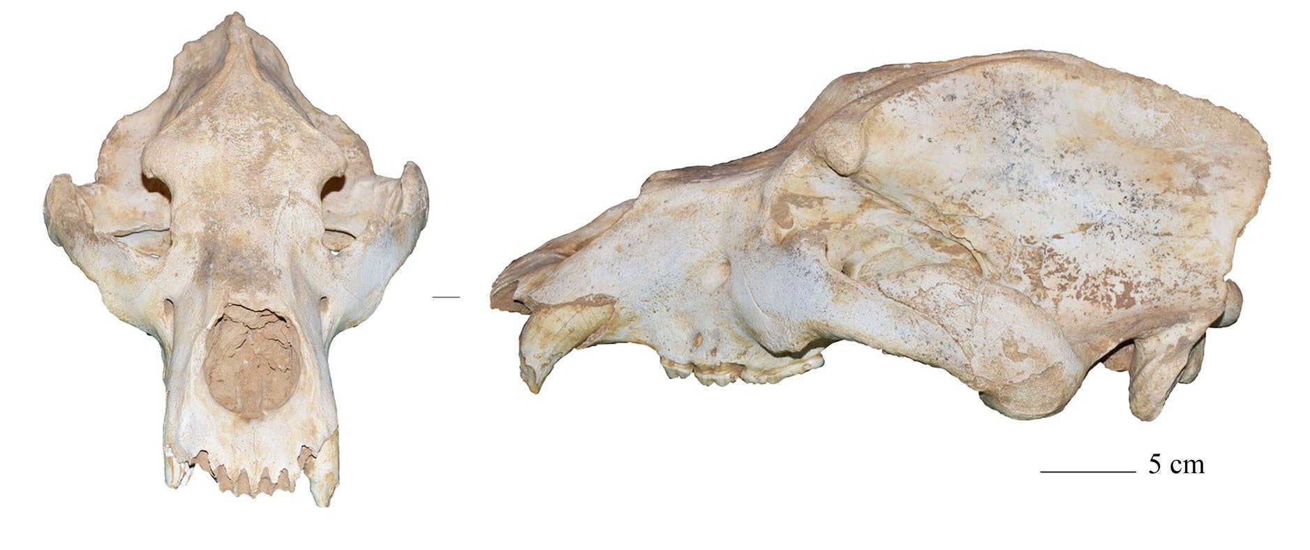 Scientists identified five major mitochondrial DNA lineages that originated from a common ancestor around 451,000 years ago. Pictured is a cave bear skull