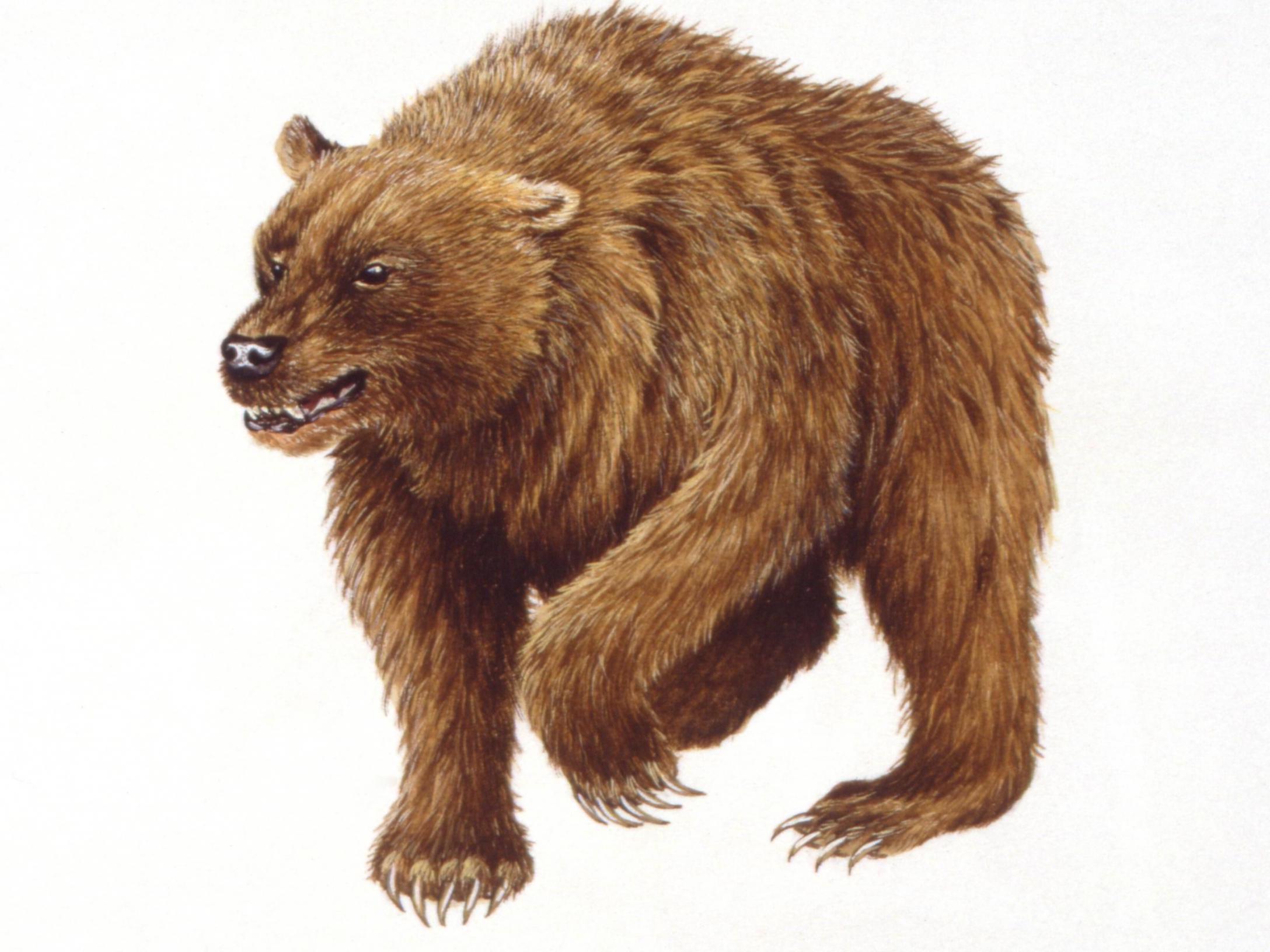 Cave bears would have inhabited more moderate climates with a rich supply of different plants