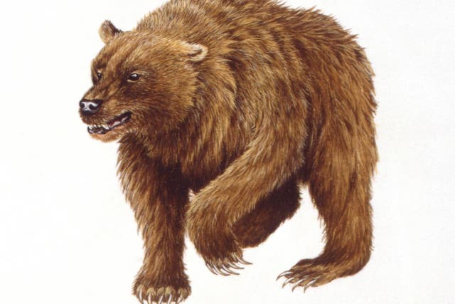 Cave bears would have inhabited more moderate climates with a rich supply of different plants
