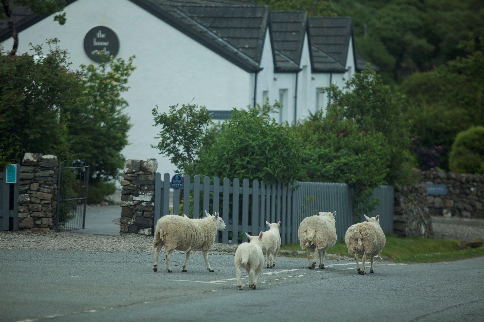 Sheep (white this time, not black) outside the Three Chimneys