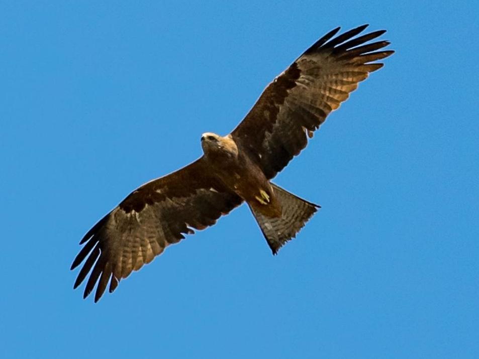 Bird expert David Tomlinson spotted this black kite gliding above his home in Suffolk in April last year