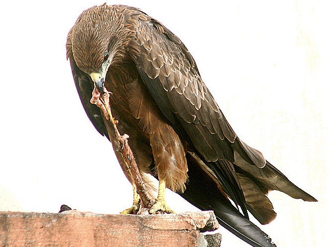 Black kites are opportunistic feeders and often pick up dead or sick animals, or pinch them from buzzards and kestrels (JM Garg/Creative Commons)