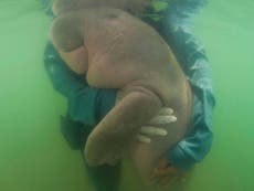 Thailand’s beloved baby dugong dies of shock and ingesting plastic