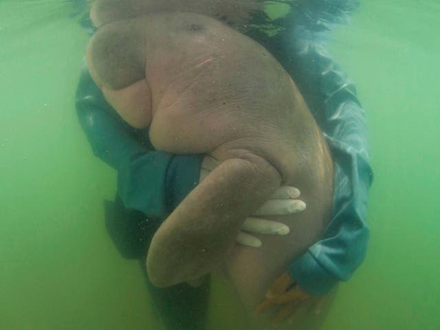 The 8-month-old dugong has died from a combination of shock and ingesting plastic waste