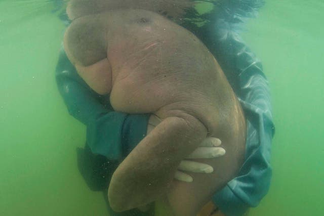 The 8-month-old dugong has died from a combination of shock and ingesting plastic waste
