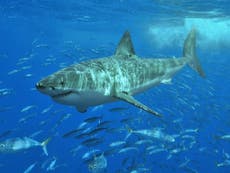 Rise in great white numbers triggers panic on US beaches