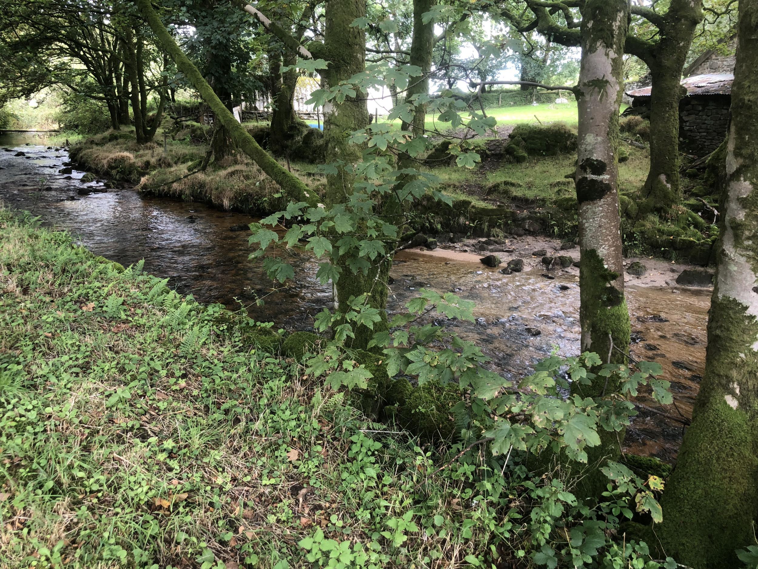 Tranquil waters: the young River Fowey