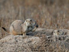 Plague-infected prairie dogs shutdown Colorado wildlife refuges
