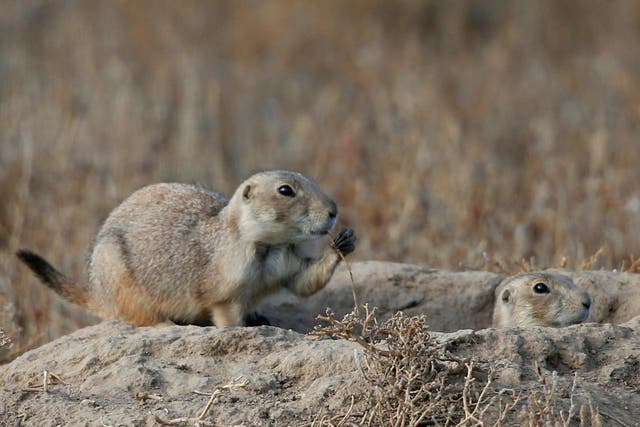 Colorado officials discovered plague-infected fleas were biting prairie dogs at a 15,000 acre nature area in late July