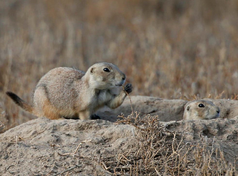 Plagueinfected prairie dogs cause shutdown of Colorado