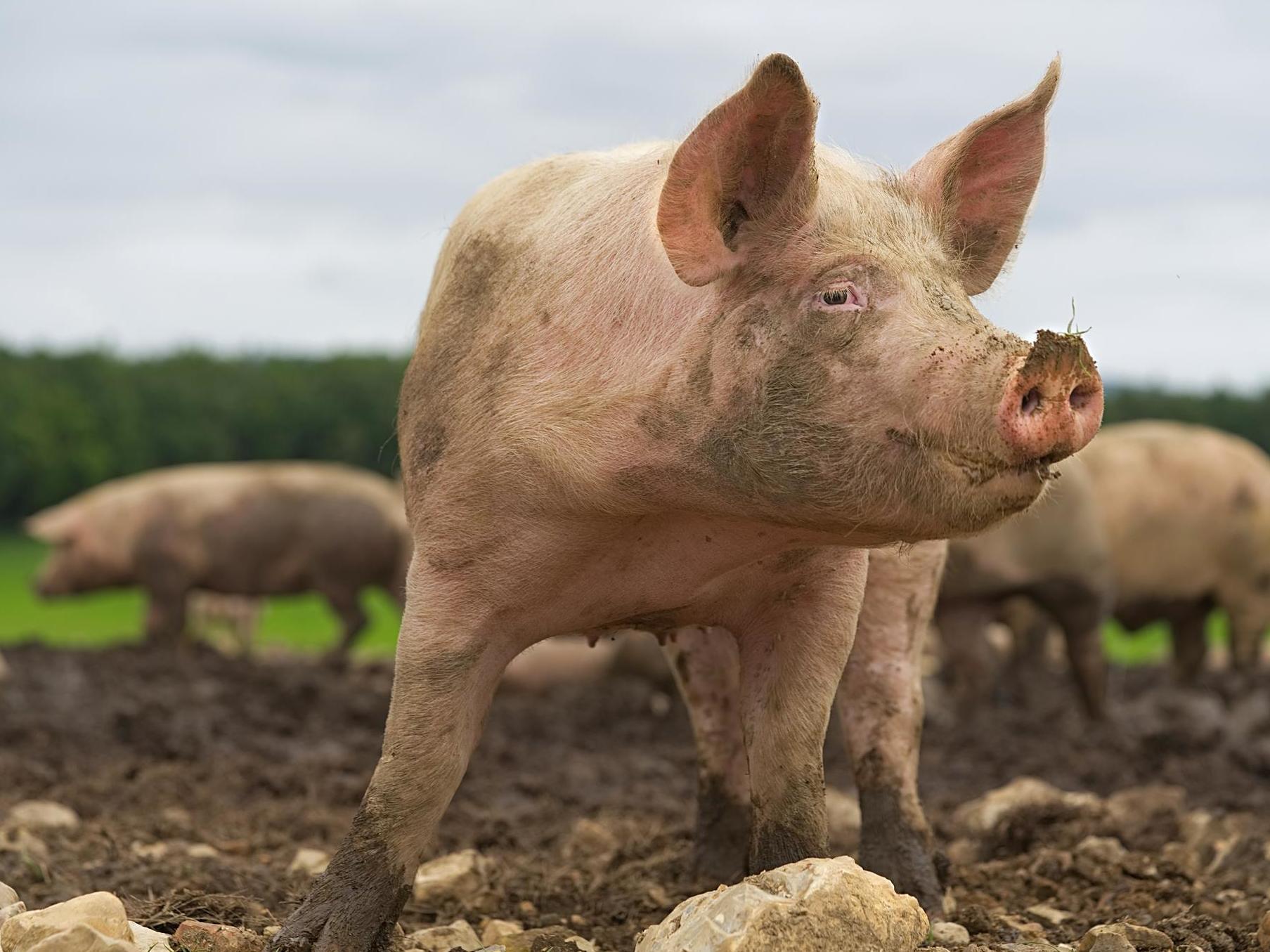 As pigs' heart anatomy is similar to that of humans, the animals have been used as models for developing new treatments