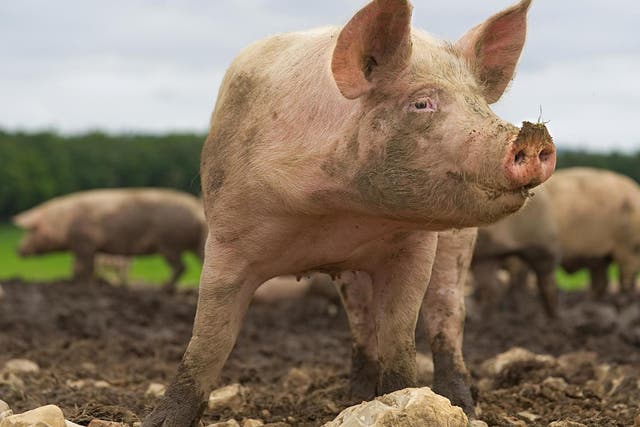 As pigs' heart anatomy is similar to that of humans, the animals have been used as models for developing new treatments