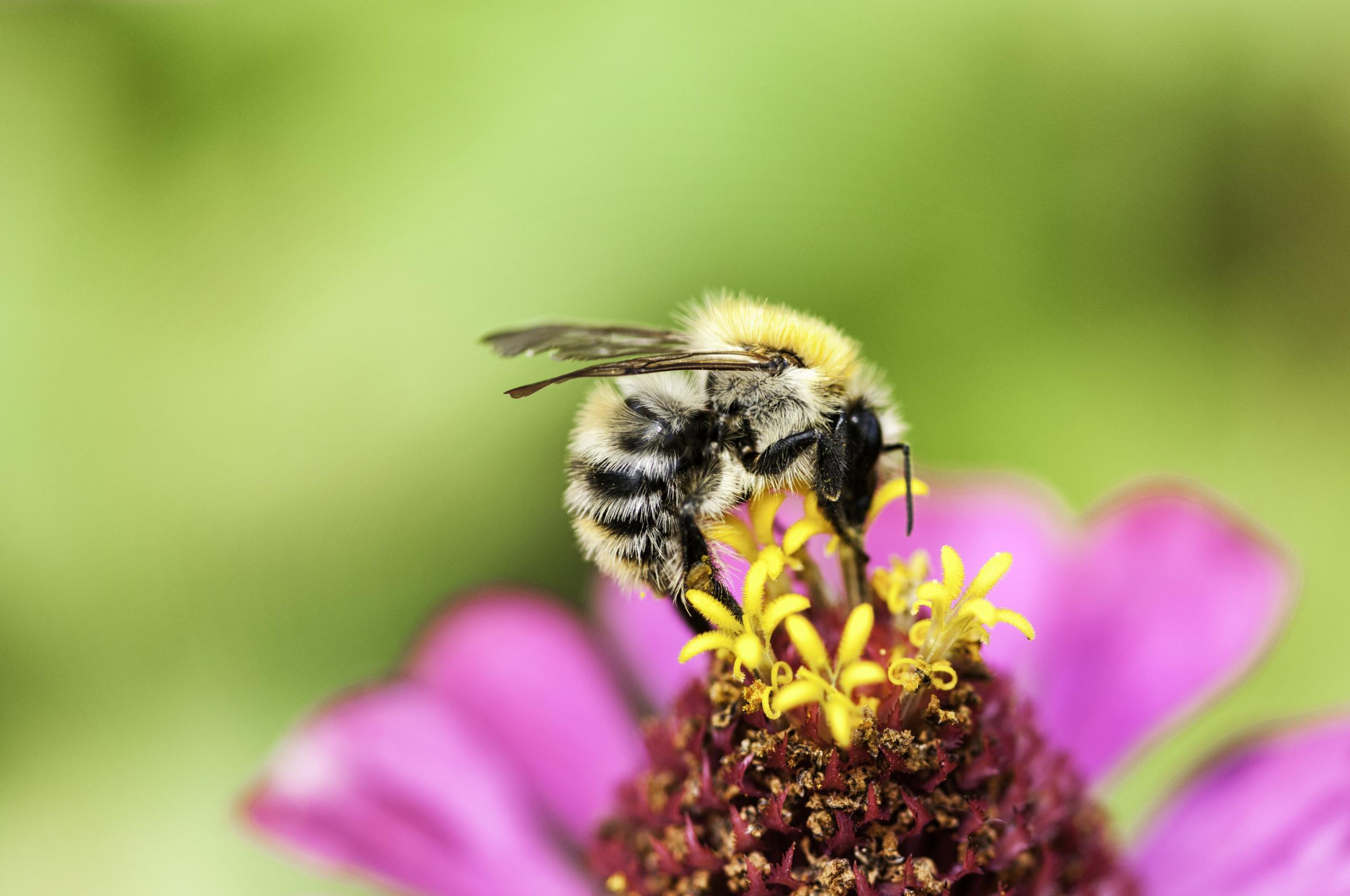 Bees are an essential part of our ecosystem