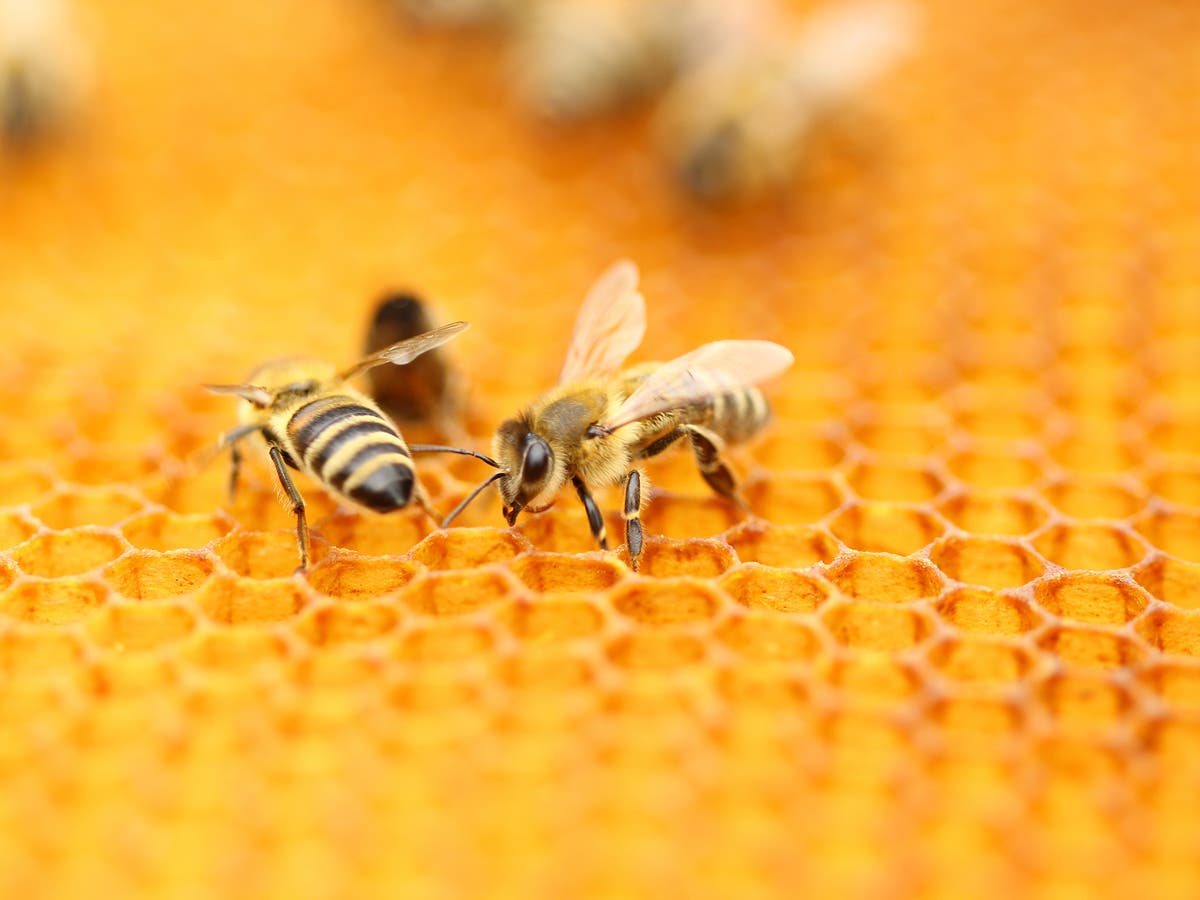 Why is beekeeping booming in Berlin?