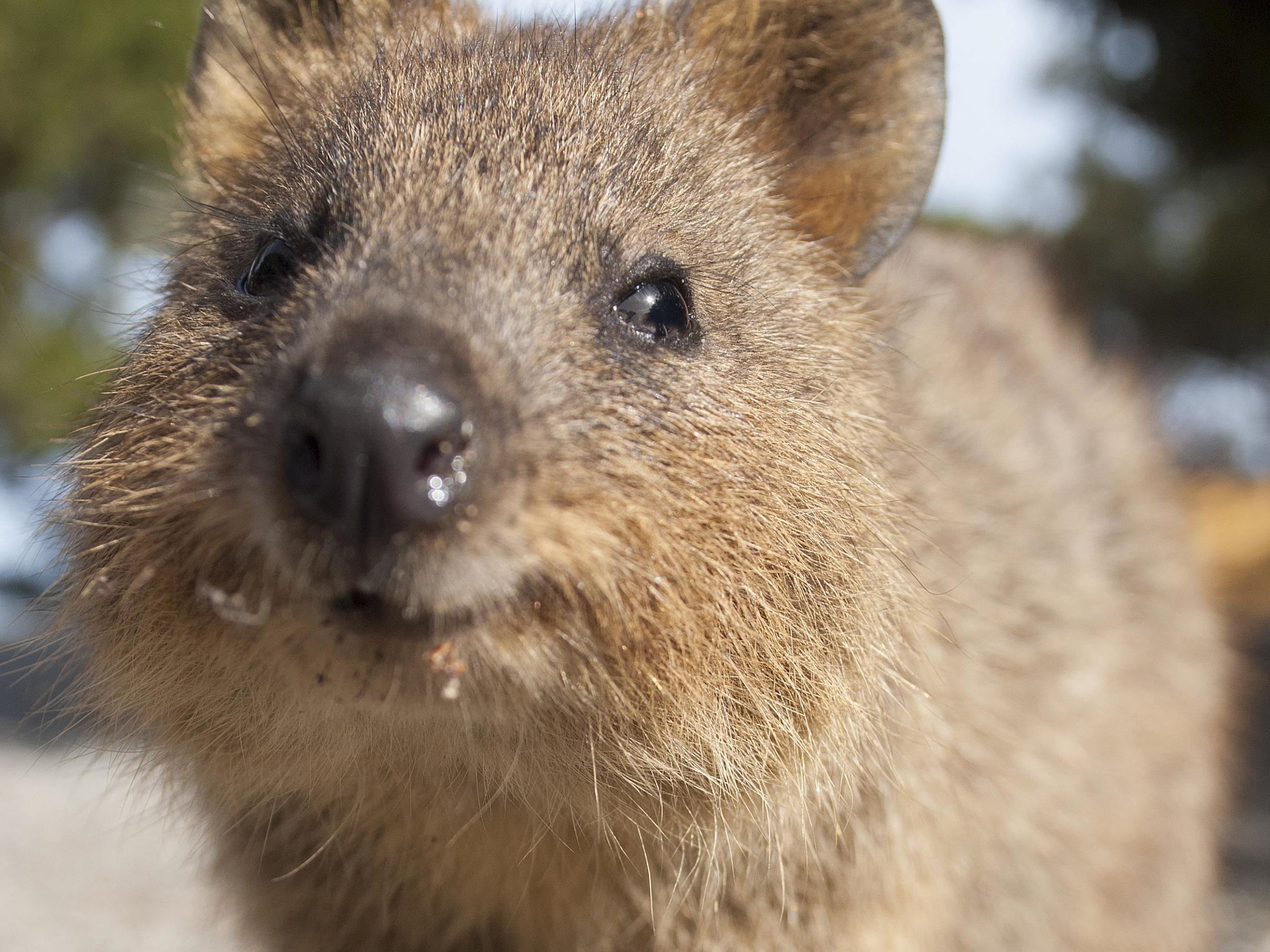 Go quokkas spotting on Rottnest Island