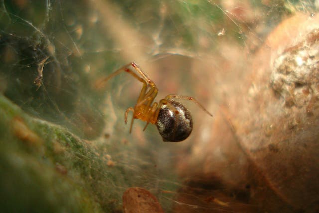 Scientists studied colonies of communal spiders (pictured) before and after three tropical storms