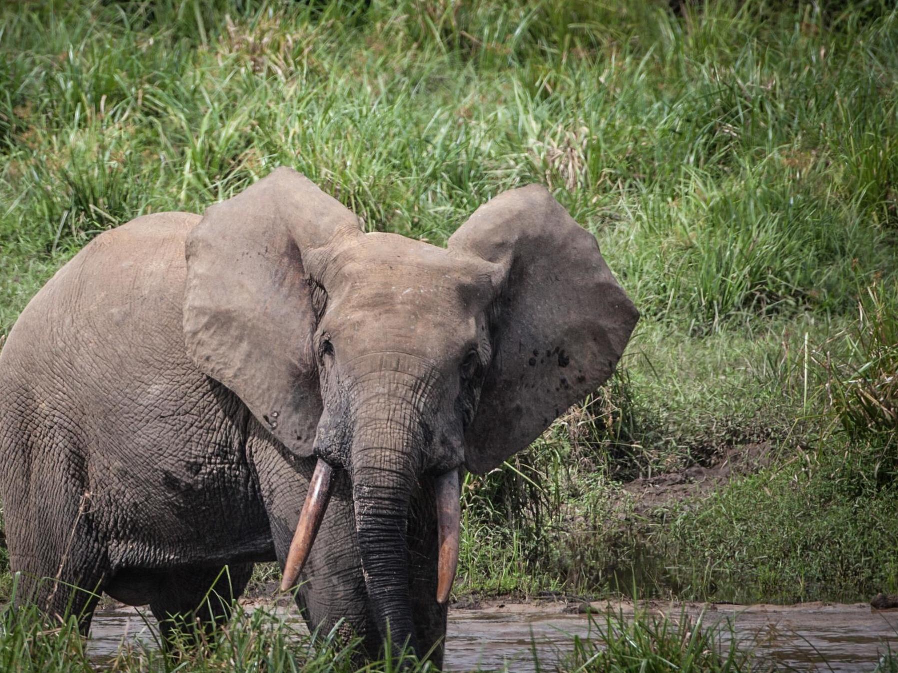 The poaching of forest elephants has recently spread to Gabon, which holds half of the world's population of the species