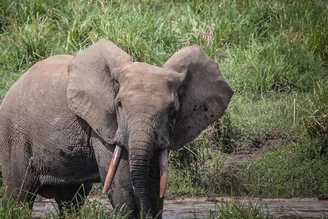 The poaching of forest elephants has recently spread to Gabon, which holds half of the world's population of the species