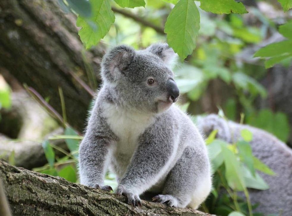 The Australian marsupial is under increasing pressure from habitat loss, disease and climate change
