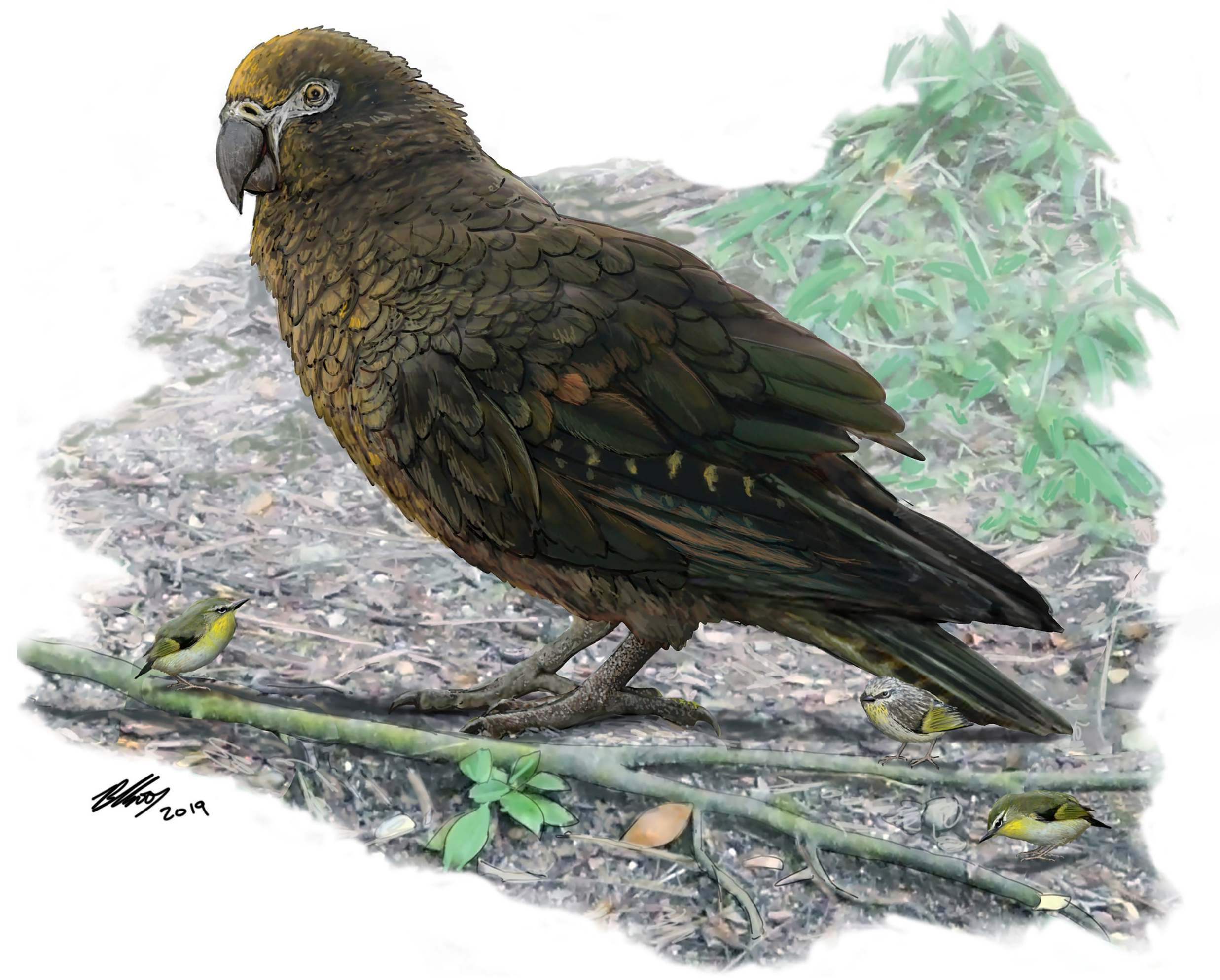 The kakapo probably weighed 7kg (Brian Choo/Flinders University)