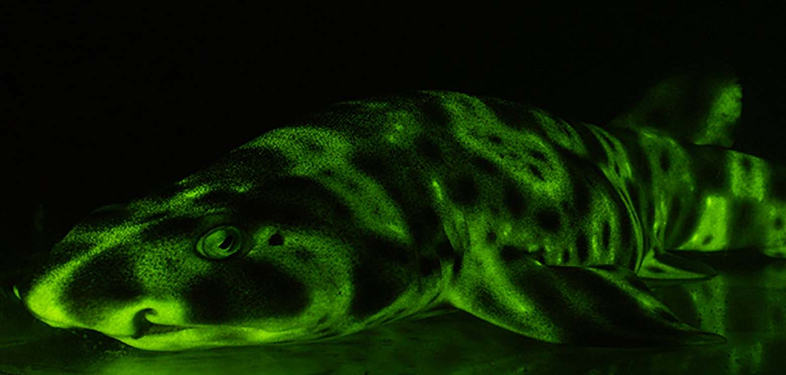 A fluorescent green shark in the depths of the sea