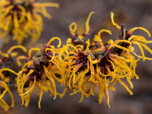 Chinese witch hazel sends its seeds flying at 28mph