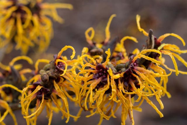 Chinese witch hazel sends its seeds flying at 28mph