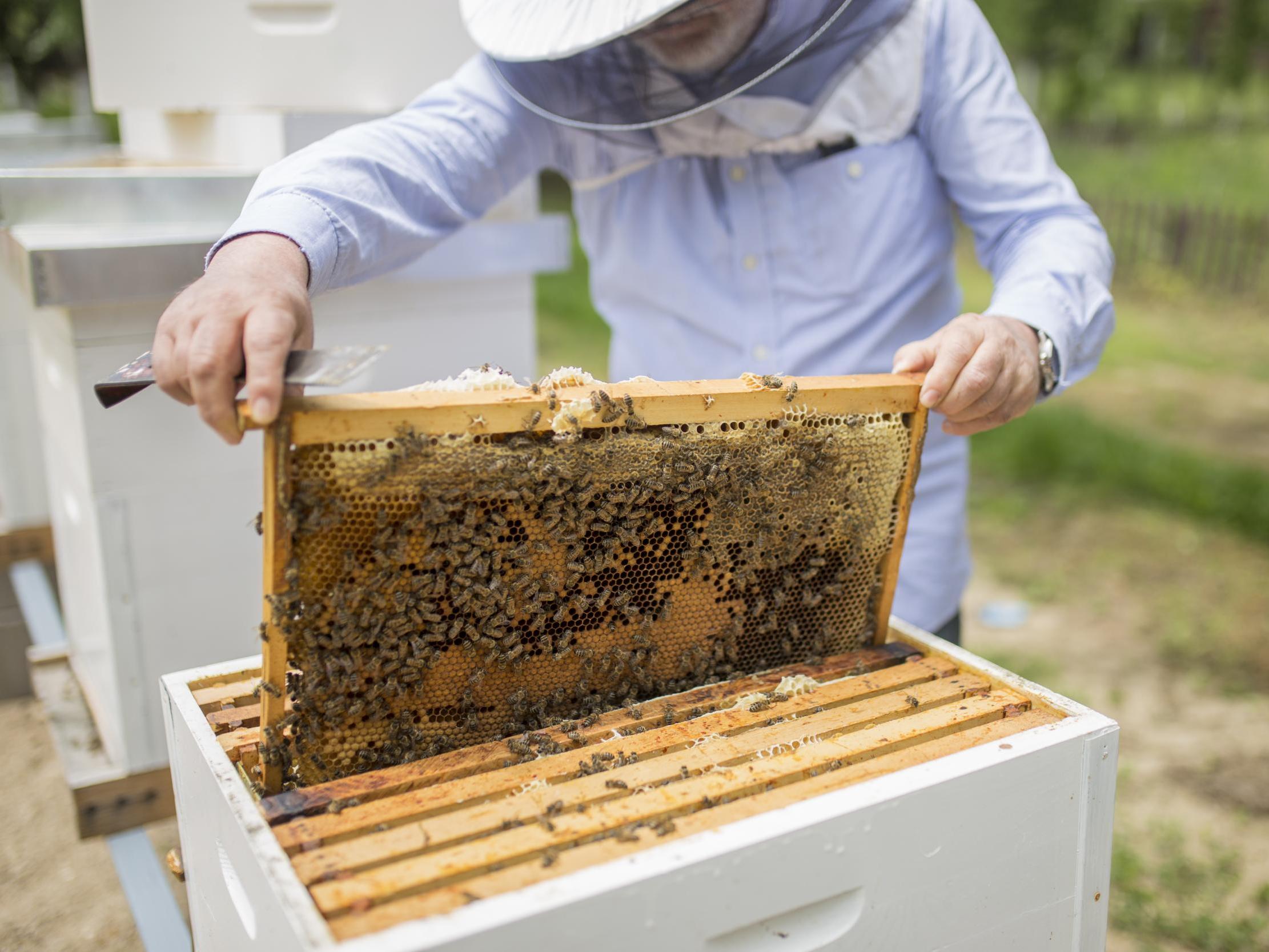 File image of bee hive.