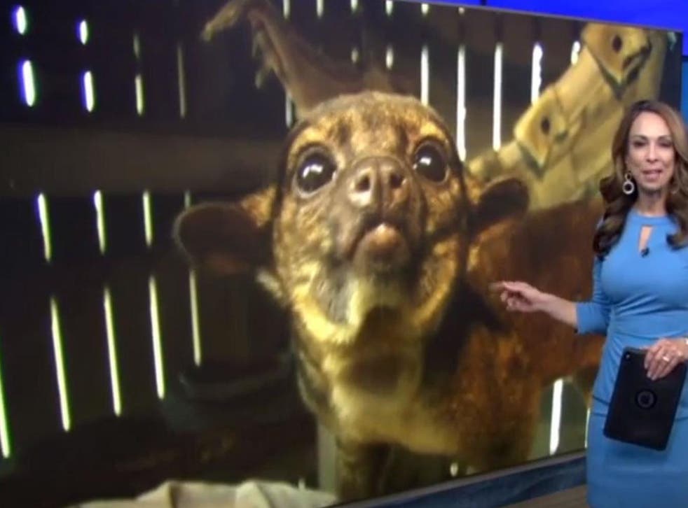 The guilty kinkajou is shown during a local news report