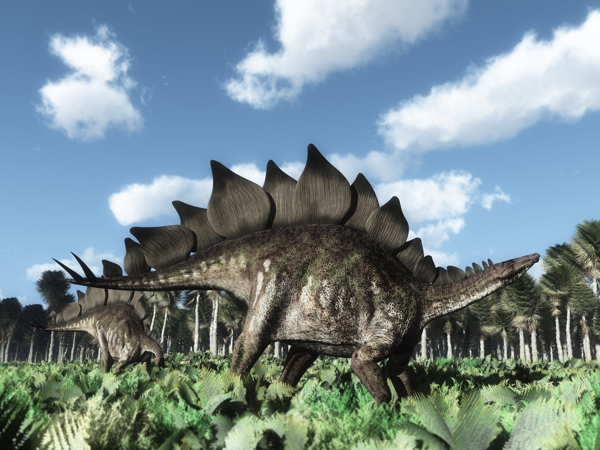 Scientists said despite the limited number of fossils they had to work with, the specimens were sufficient for them to identify them as belonging to a new species of stegosaur