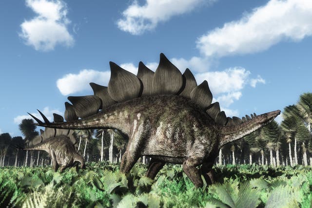 <p>Artist illustration of a new species of stegosaur</p>